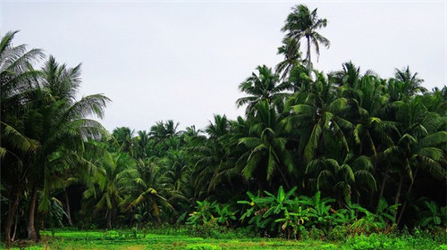 兴盛圆馄饨米粉